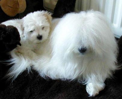 Retired coton de store tulear for sale